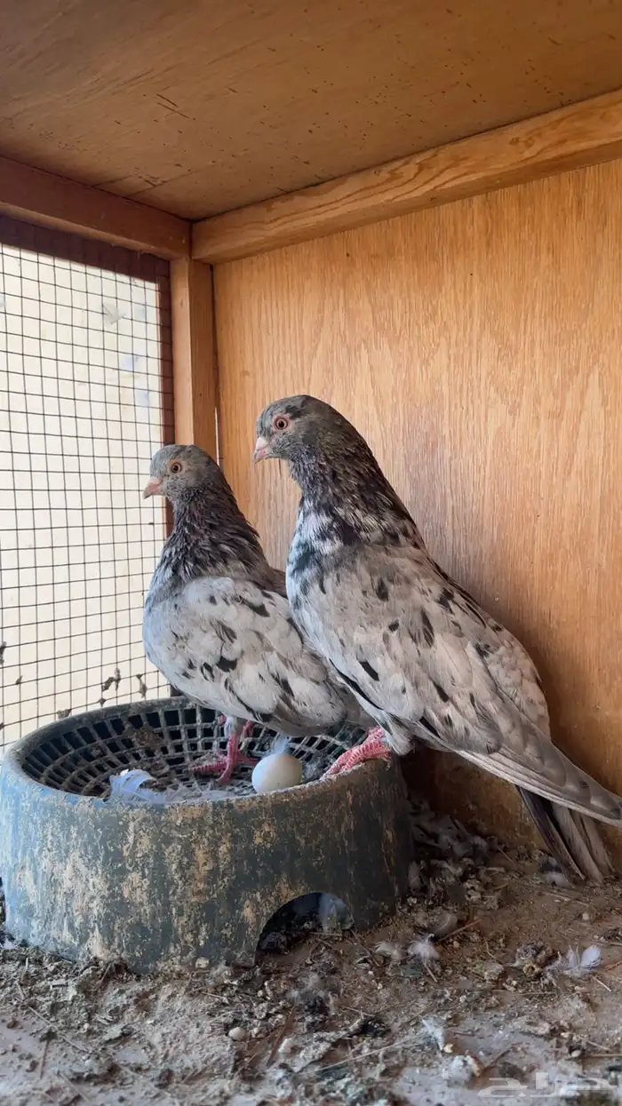 حمام قطيفي 1