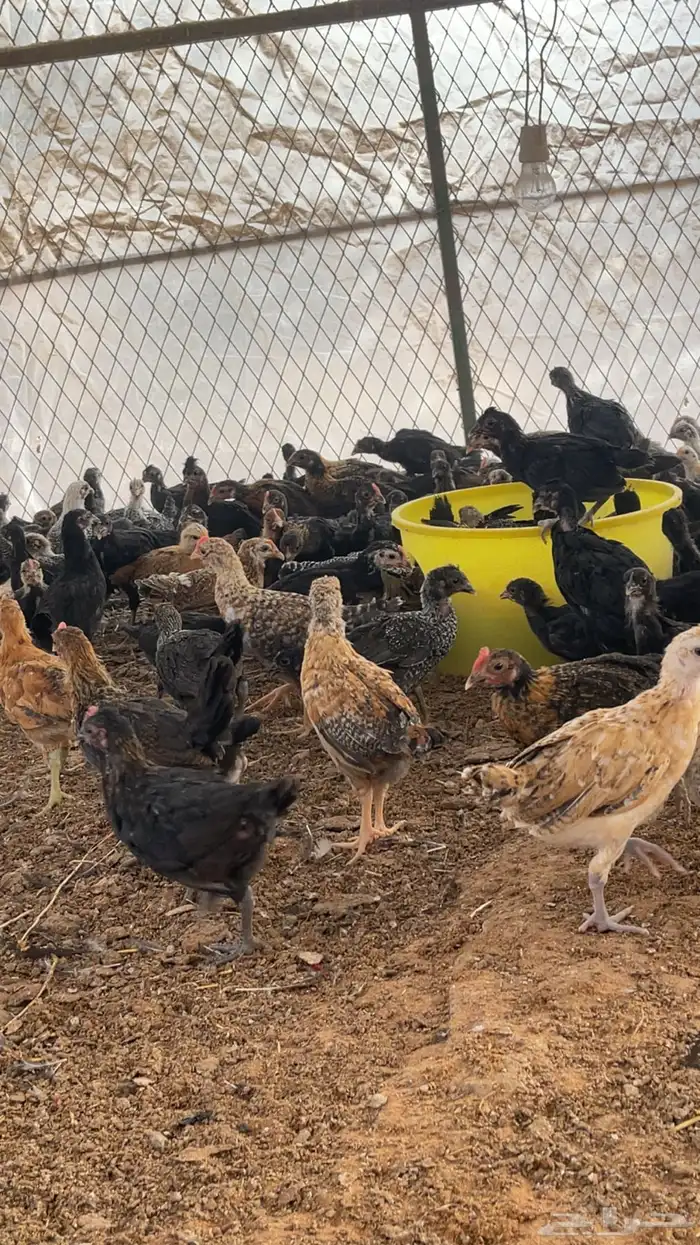 دجاج بلدي وفيومي 3