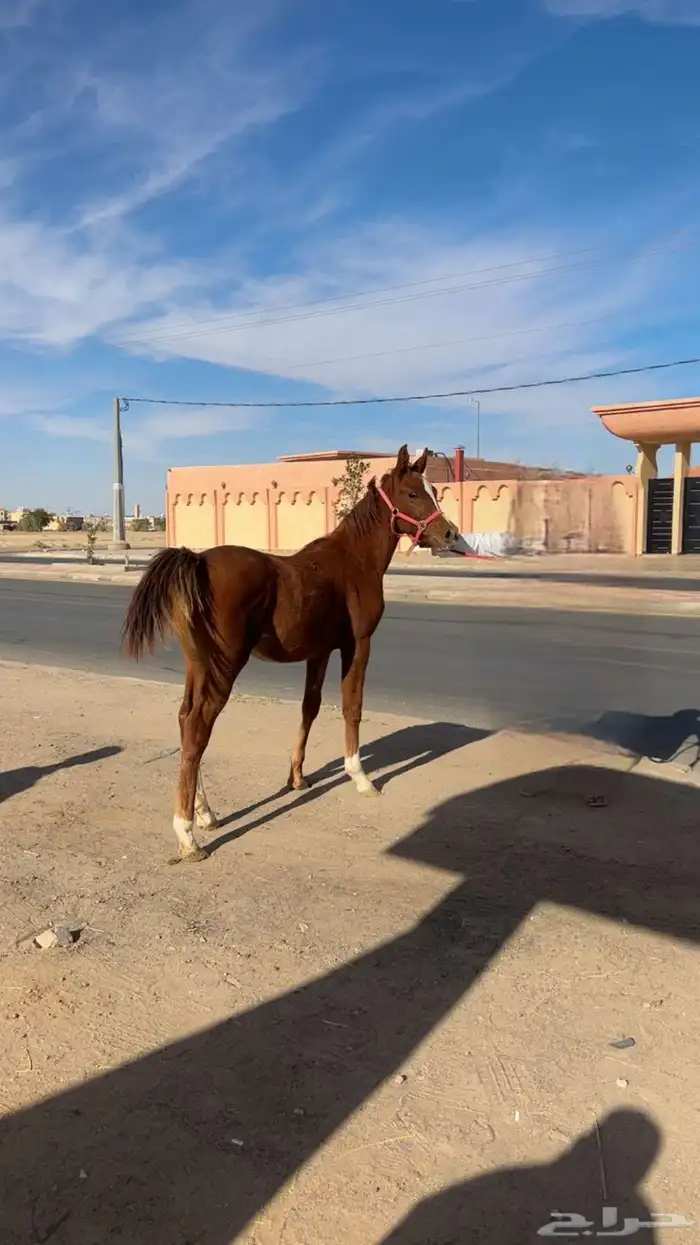 حصان شعبي ارغب البدل بحصان معسوف 1