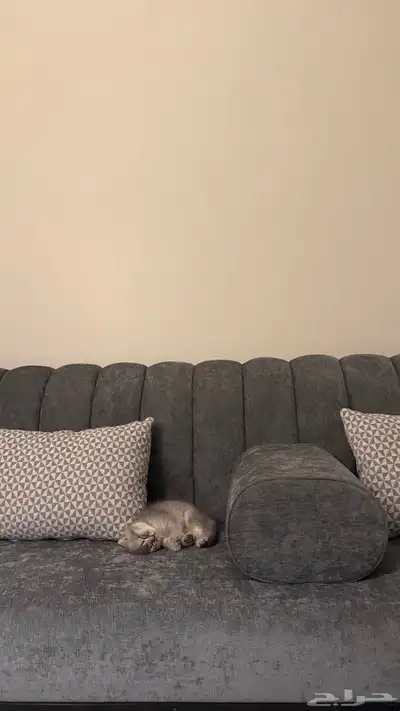 قطوه (سكوتش فولد العمر 3 اشهر ) مع جميع مستلزماتها index