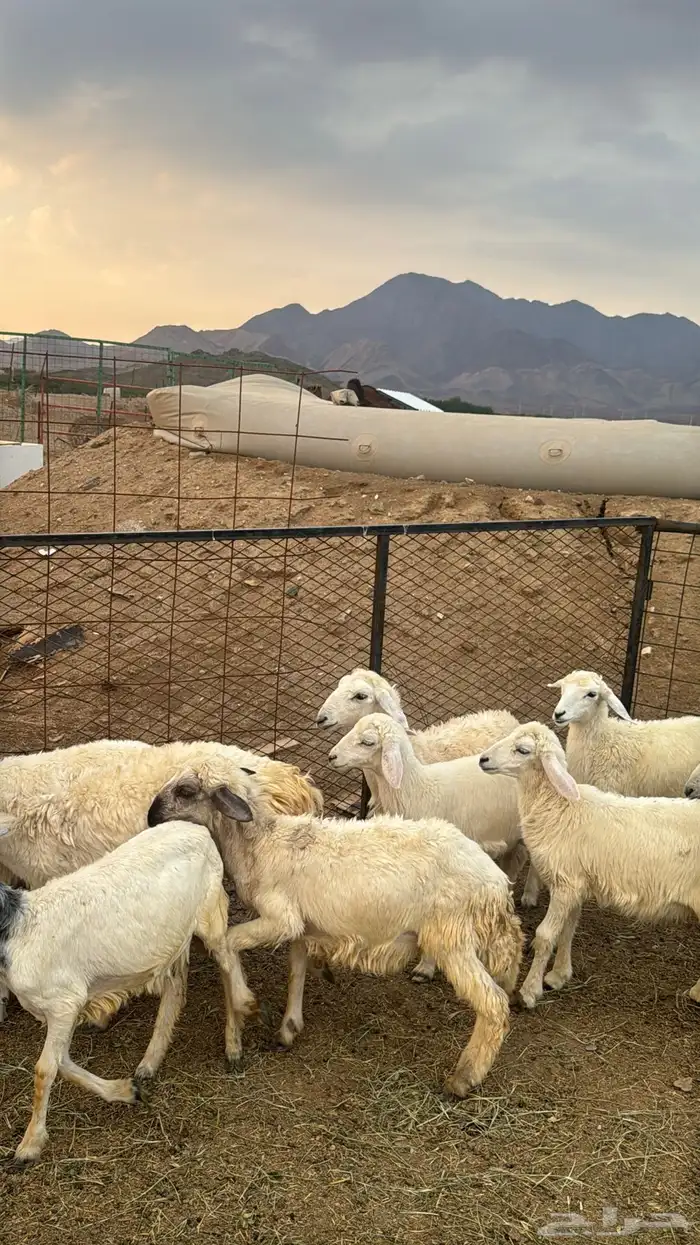 للبيع بهم حريات 9 روس ترييه من 720ريال 1