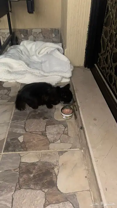 قطوه للتبني index