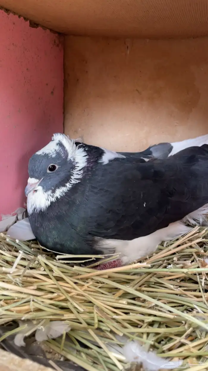 ماشاءالله تبارك الله للبيع قطايف معاريف 4