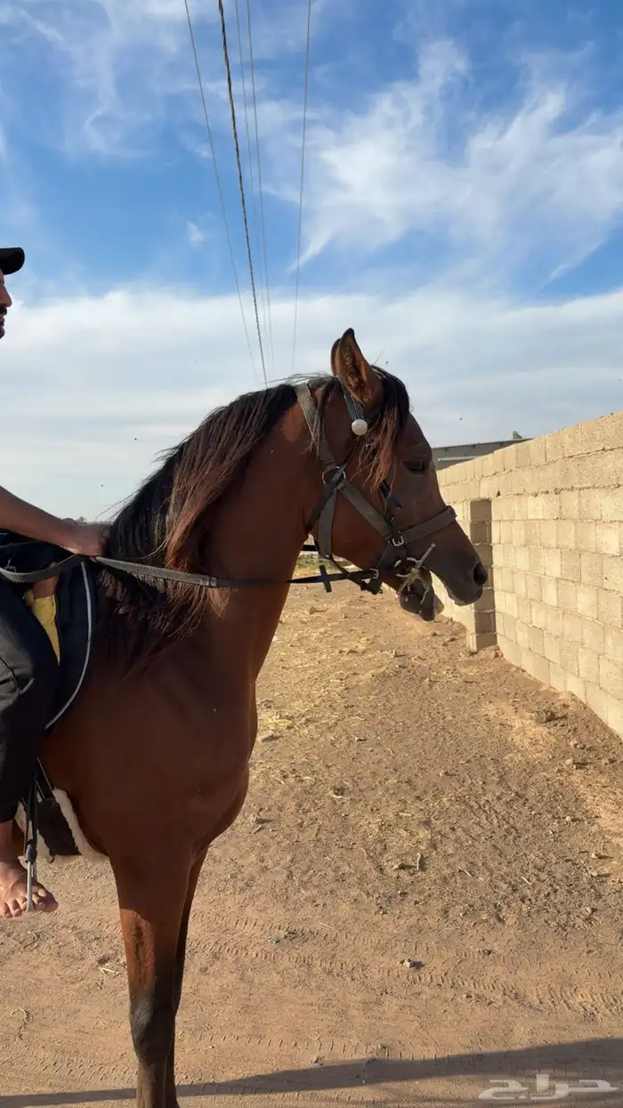 حصان شعبي شيخ 0