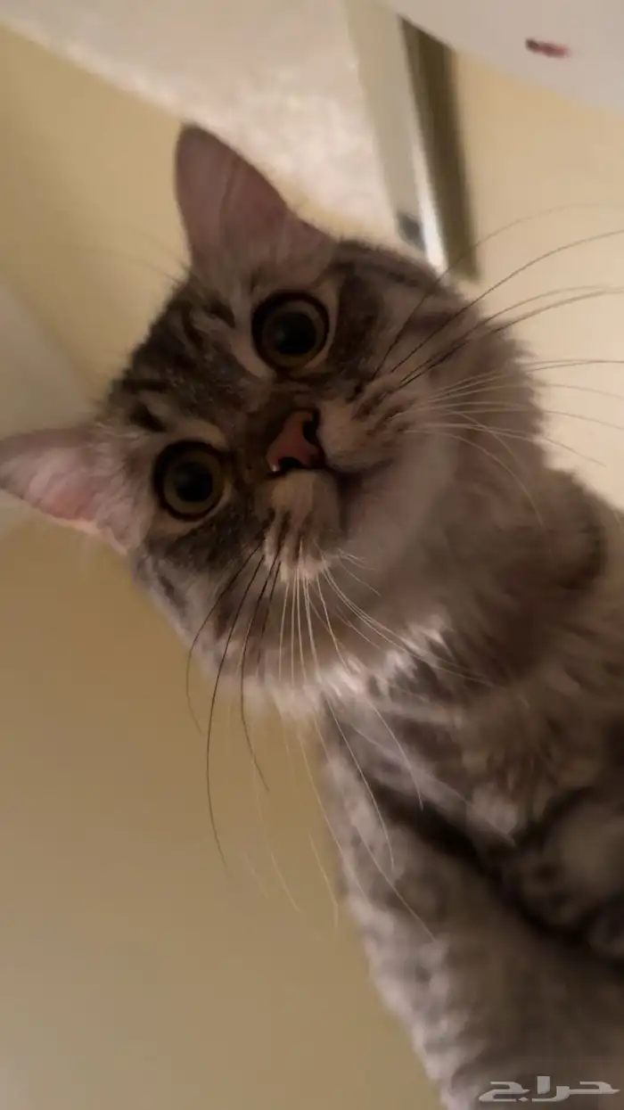 قط شيرازي تبني 0