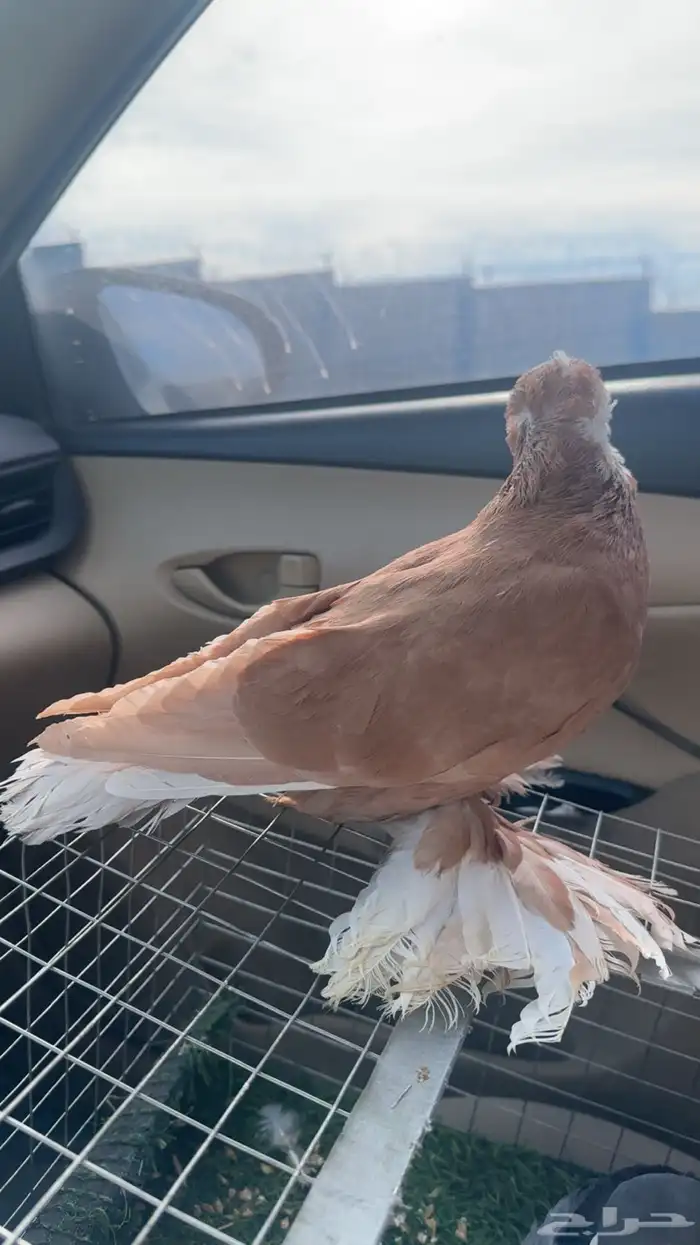 حمام كشكشي 0