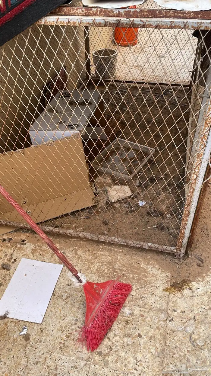 شبك كبير 2 2 يصلح للدجاج وللغنم الصغار الدواغير يعني 2