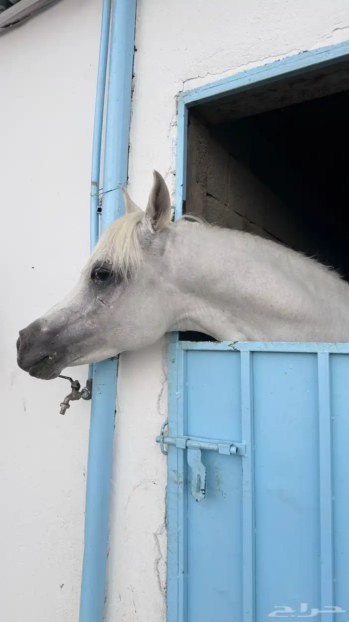 حصان مصري بيور 7