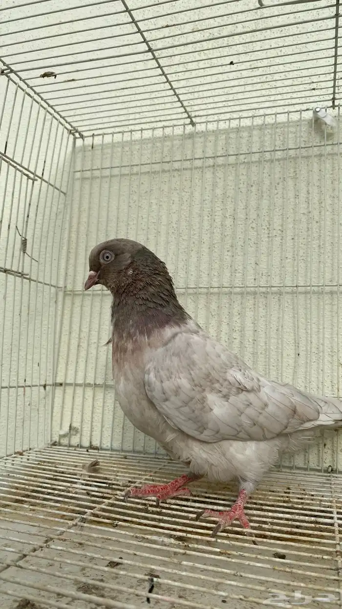 حمام قلاب كوره ألوان نوادر 6