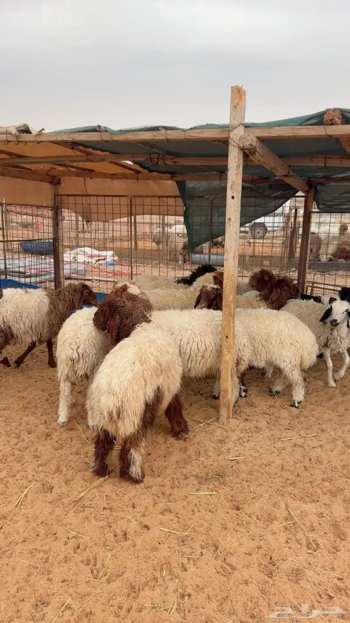 رخال العدد 15( بريدة) 0