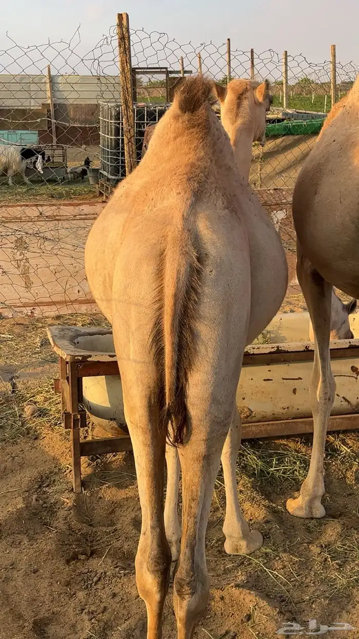 قعدان مرابي 0