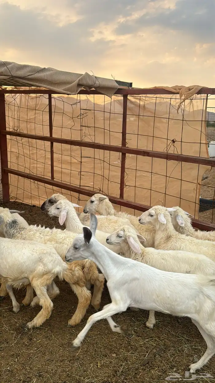 للبيع بهم حريات 9 روس ترييه من 720ريال 19