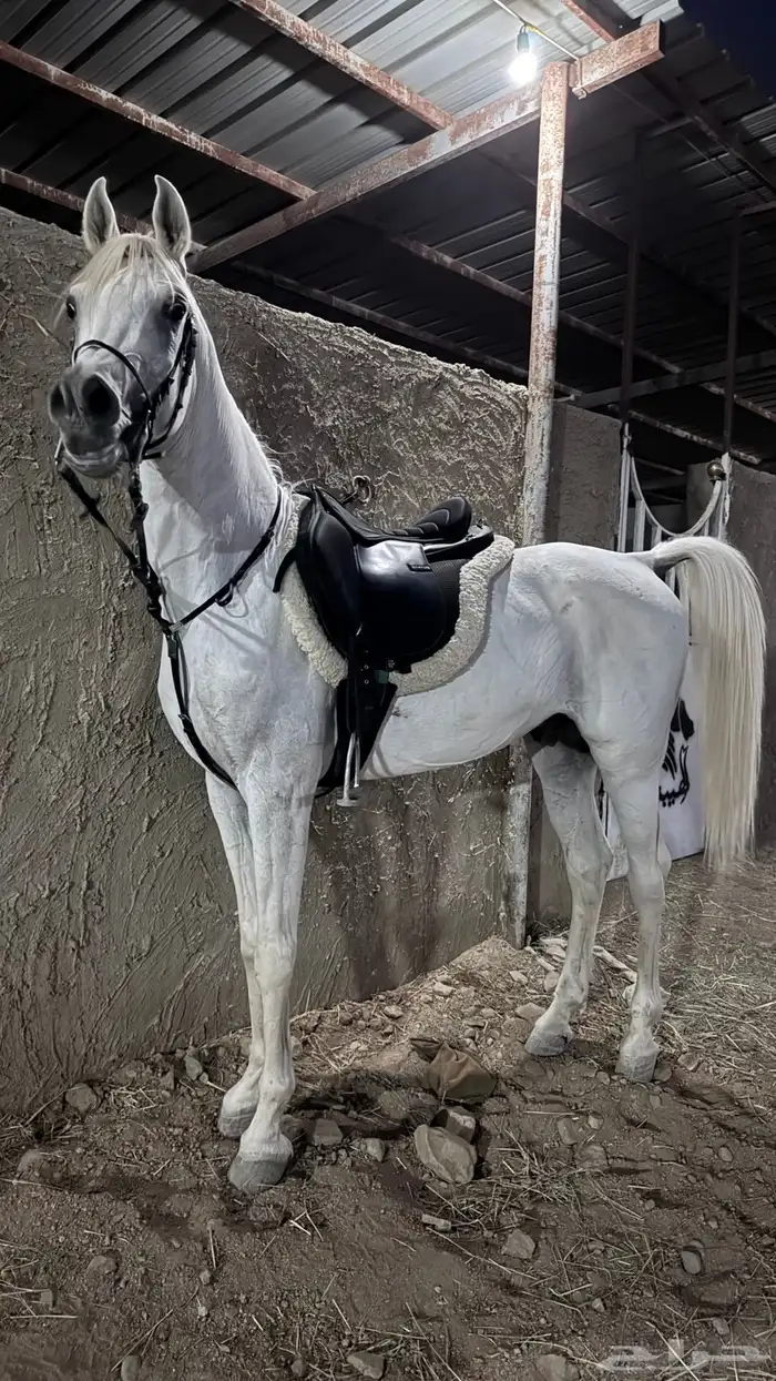 حصان مصري بيور 3