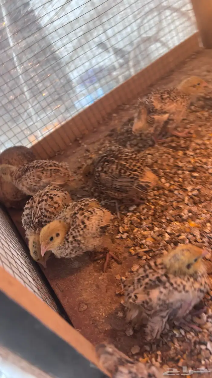 صيصان سمان العدد 20لون واحد 3