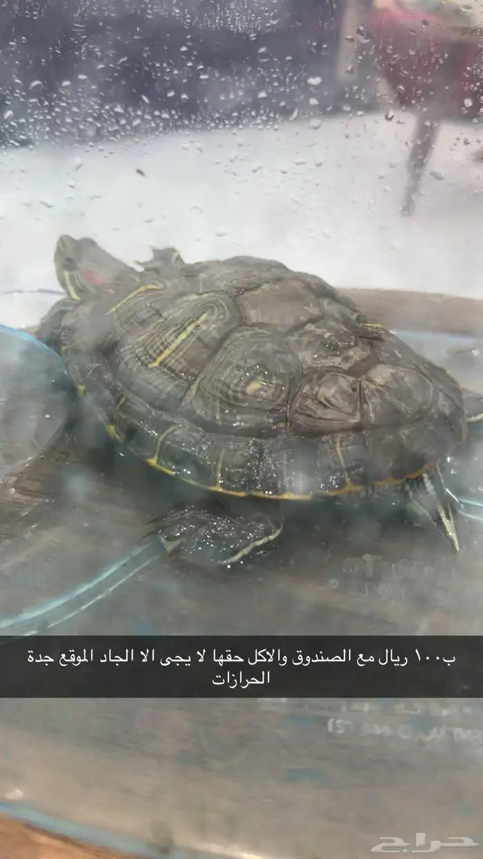 سلحفاة بحجم كف اليد 5