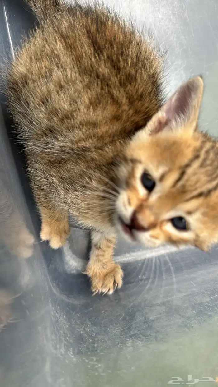 قطة بعمر 4-6 أسابيع للتبني الطارئ مع أغراضها( الجبيل ) 1