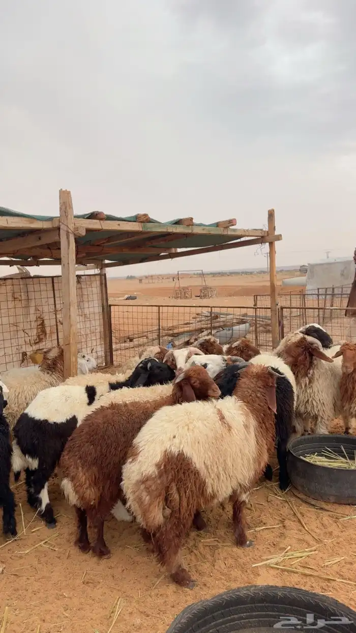 خرفان العدد 25 ( بريدة) 1