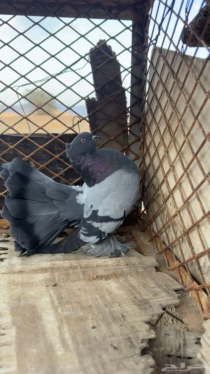 للبيع رقاص هندي 2