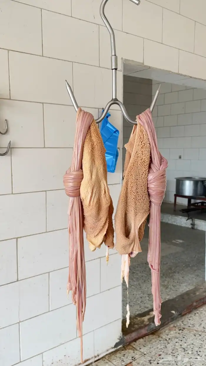 سواكن شبيه الحري شحم . 2