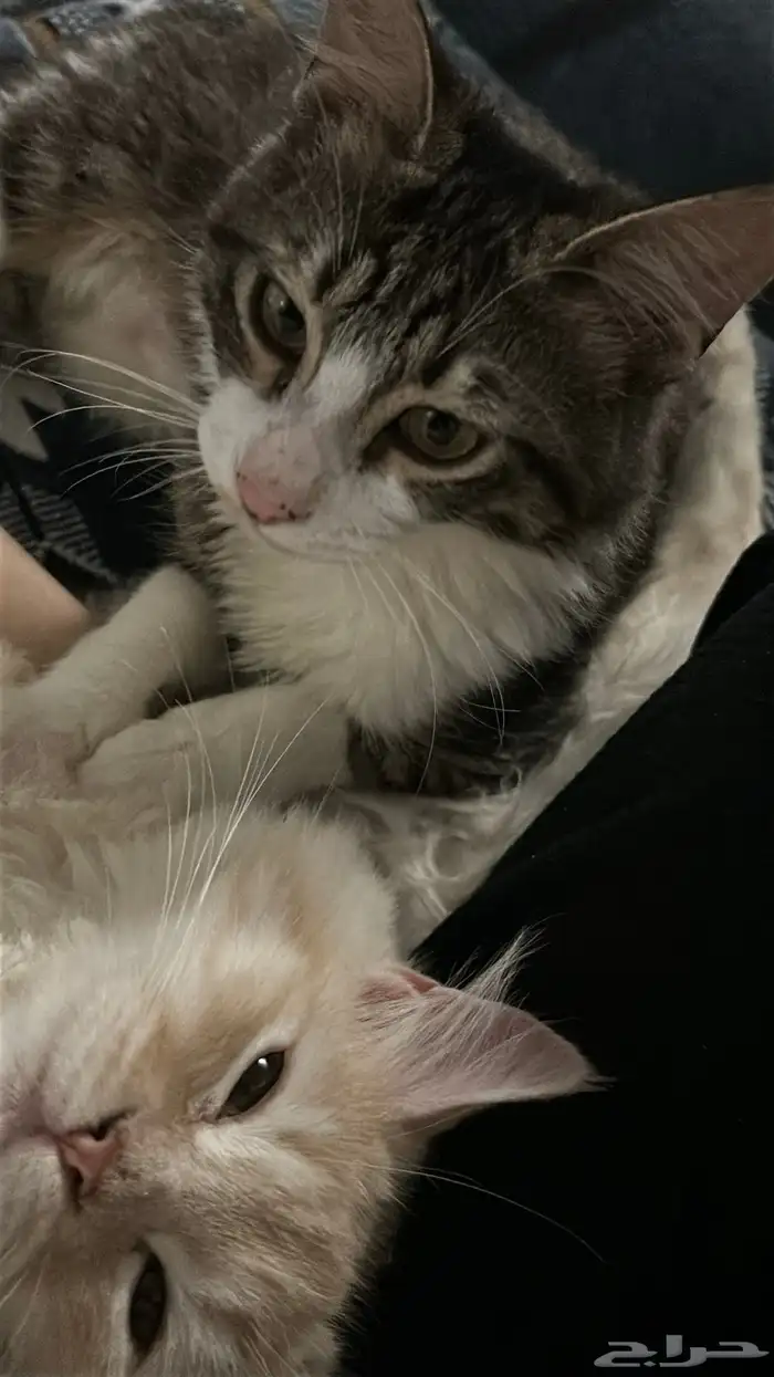 قطط للتبني 2