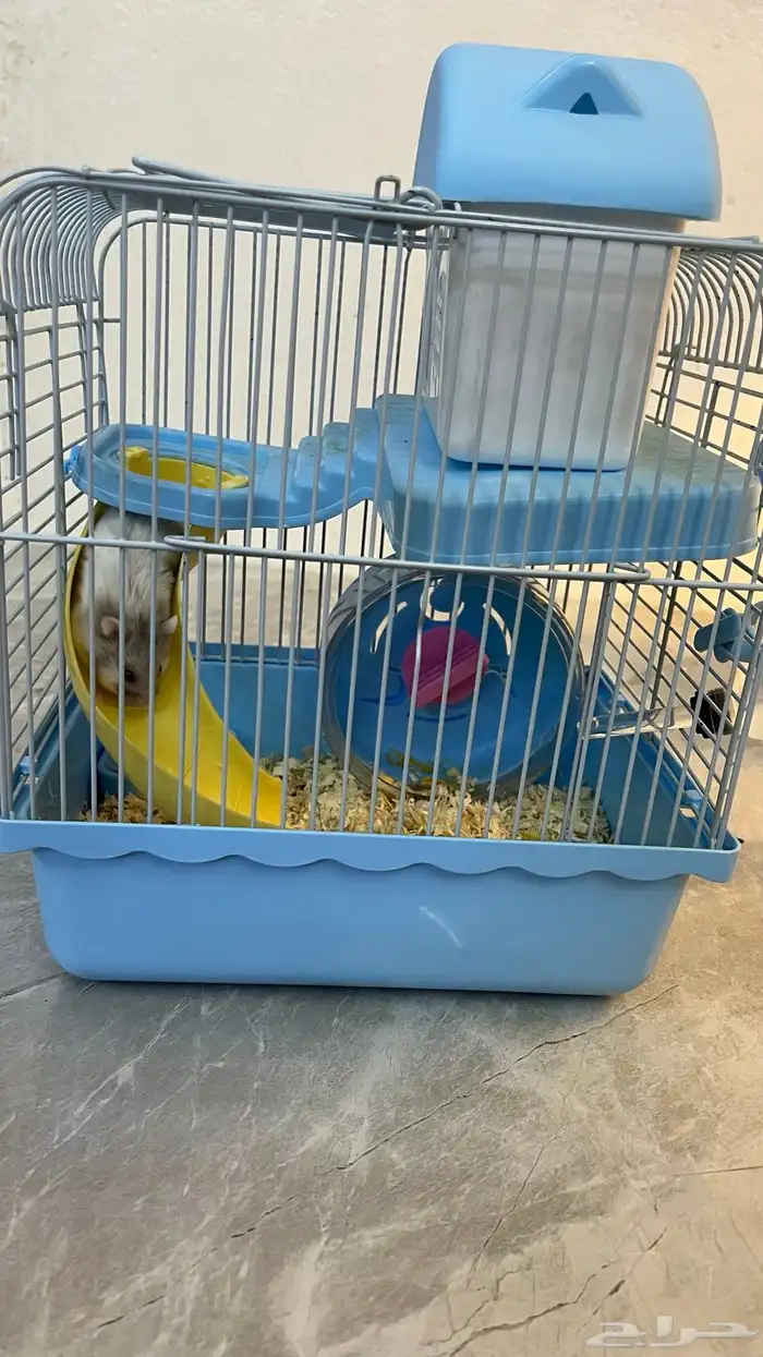 هامستر روسي 0