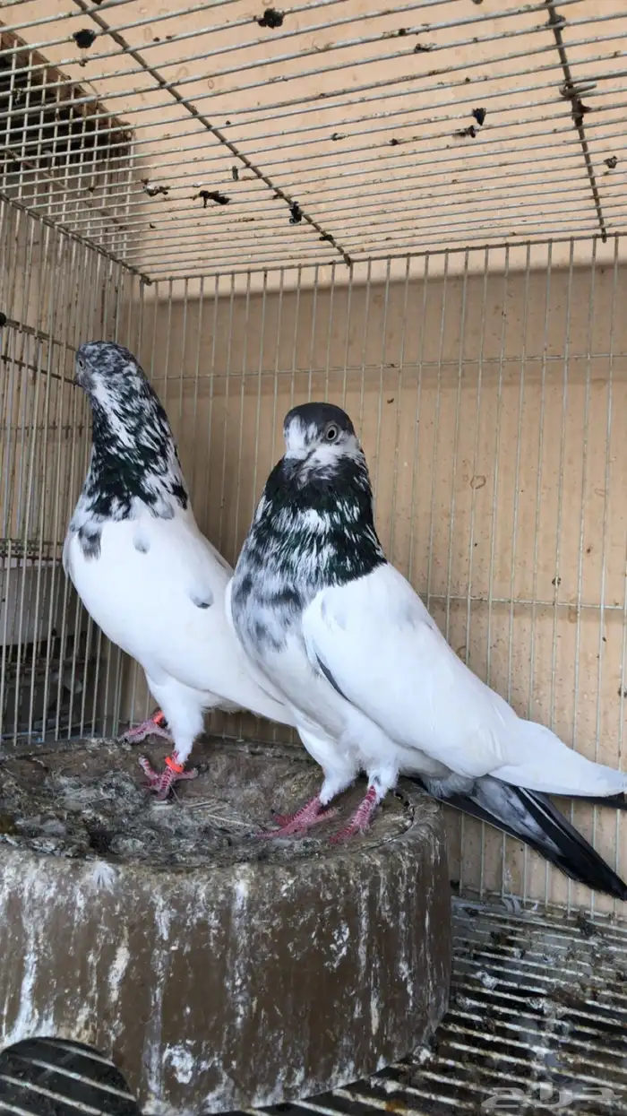 حمام باكستاني 1