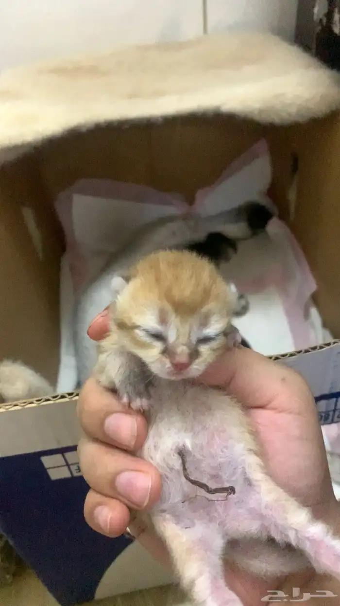 سكوتش قولد 3