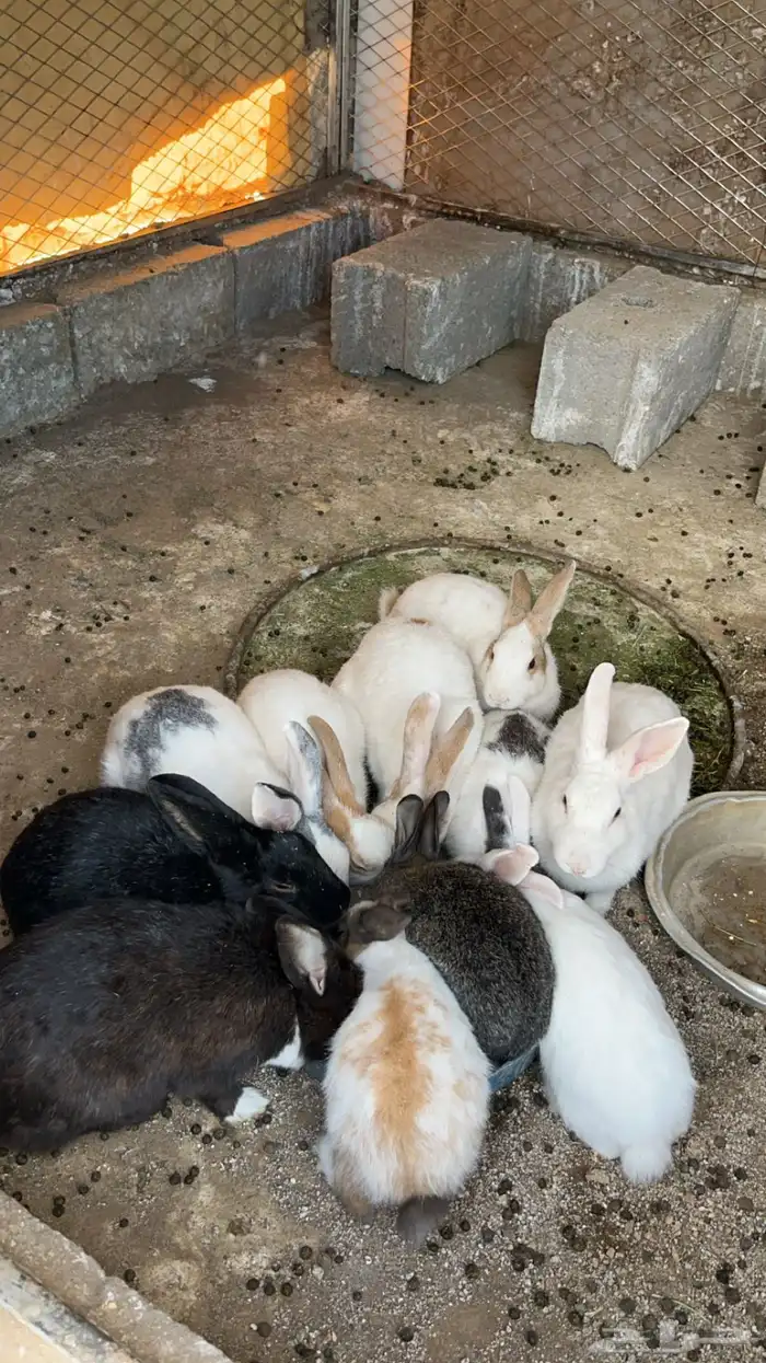 ارانب للبيع 1