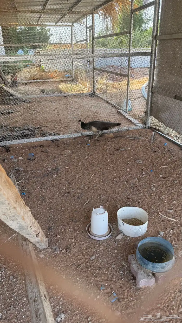 انثى الطاؤس للبيع 1