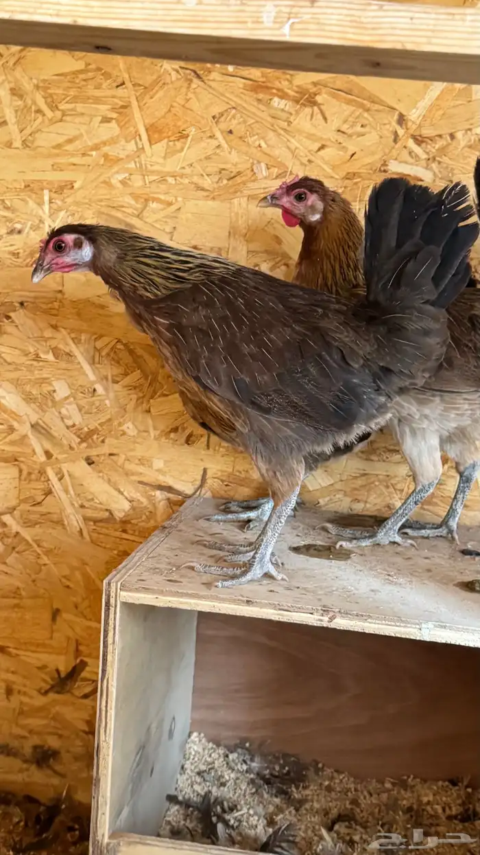 دجاج عربي ترثه اصيل فري 65