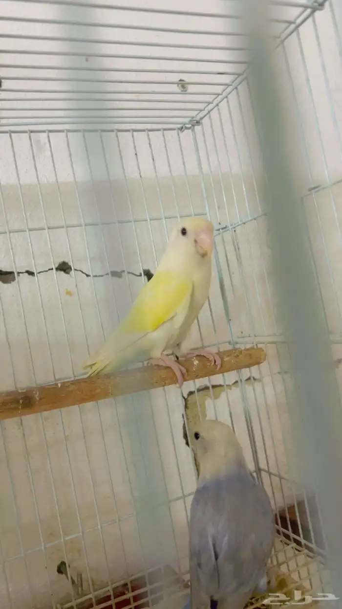 جوز روز منتج 0