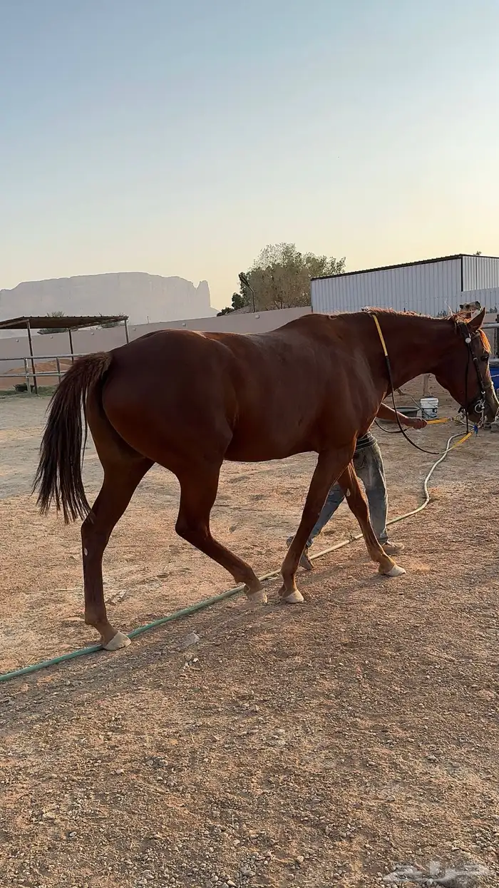 فرس انجليزية للبيع 3