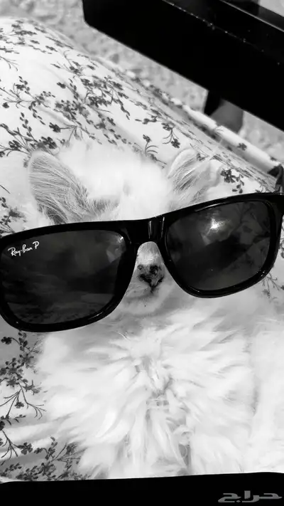 كيتن اثنى شيرازي index