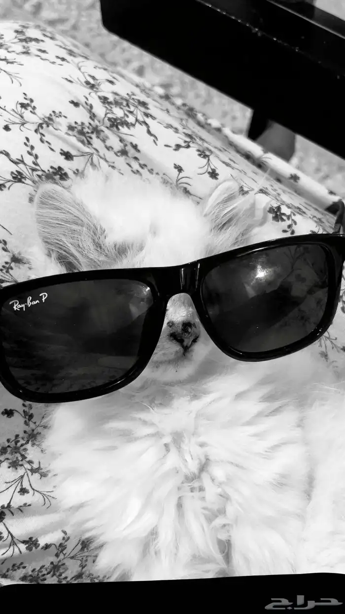 كيتن اثنى شيرازي 4