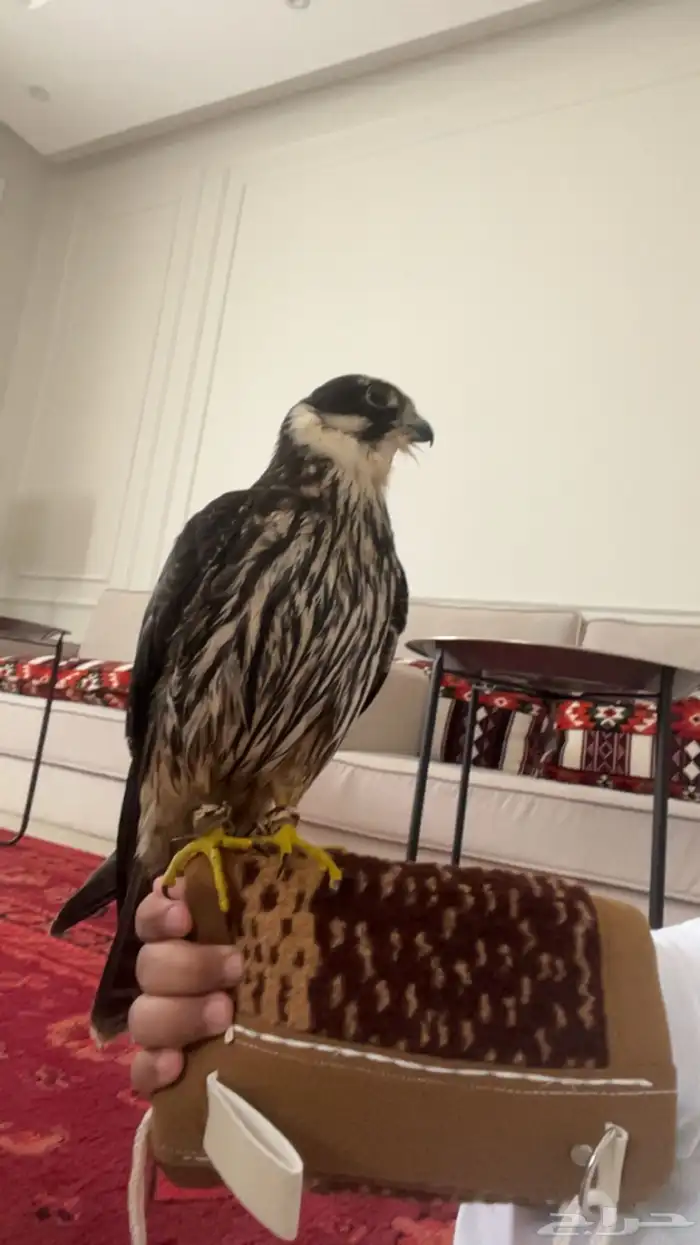 بكه تم البيع 3