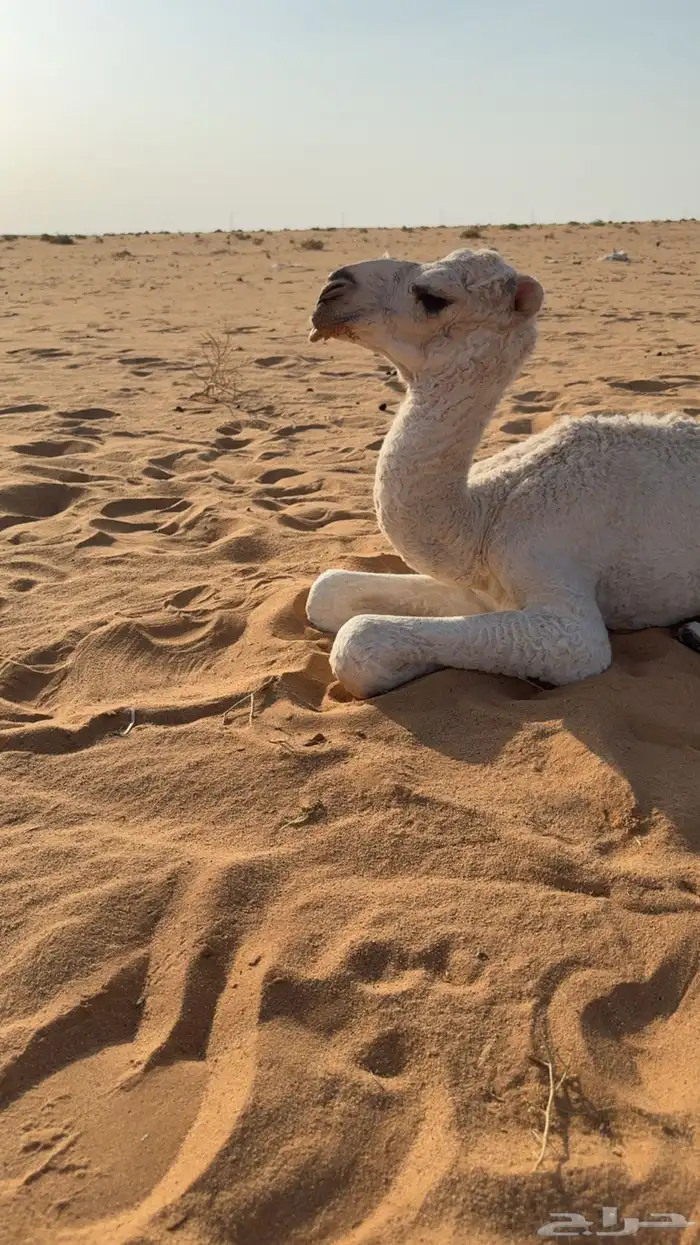 قعود كفو جده حاكم ابن قريع 2