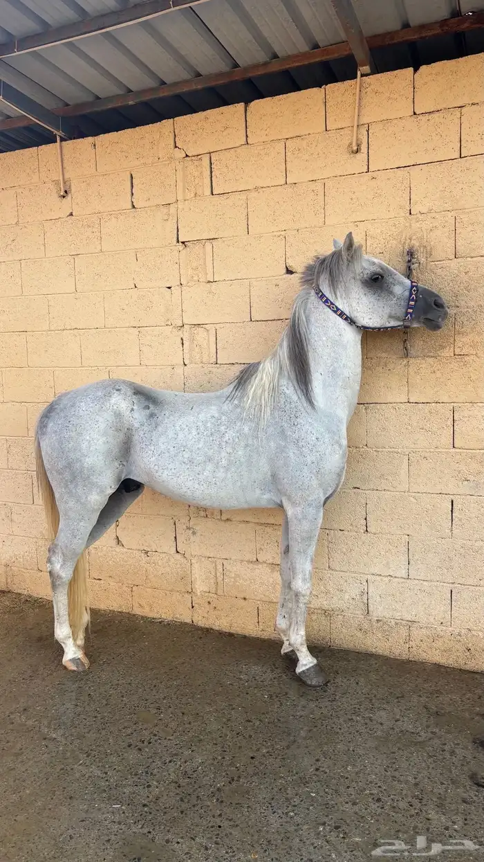 حصان للبيع كفو 1