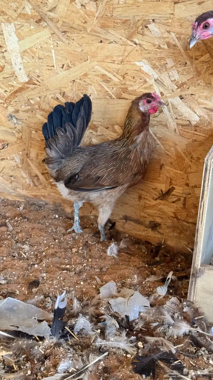 دجاج عربي ترثه اصيل فري 67