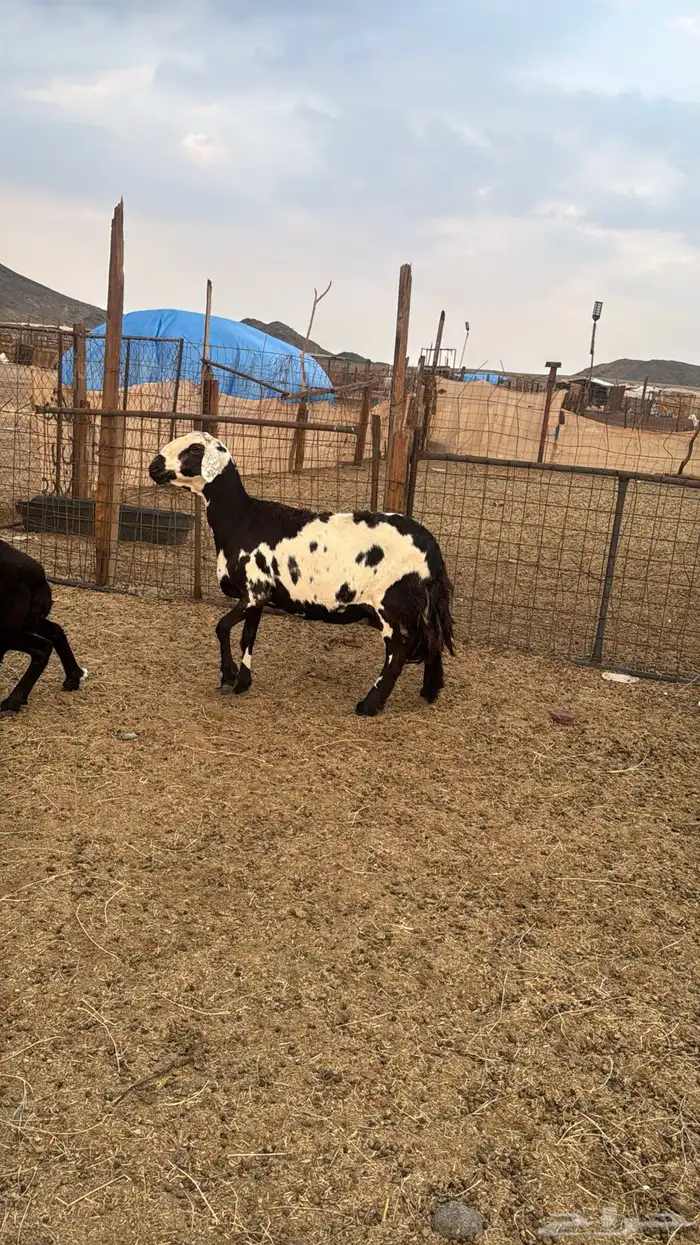 للبيع 2 سواكن دفيع 0