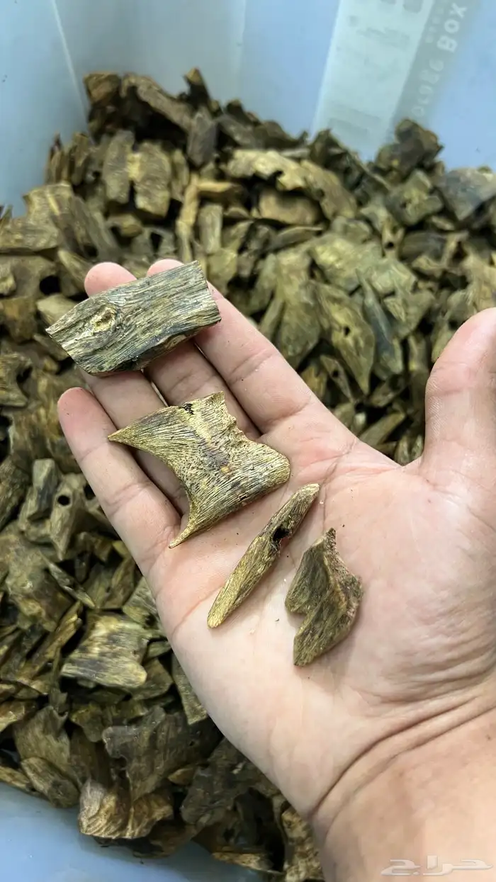 عود كينام بسعر الجملة 3