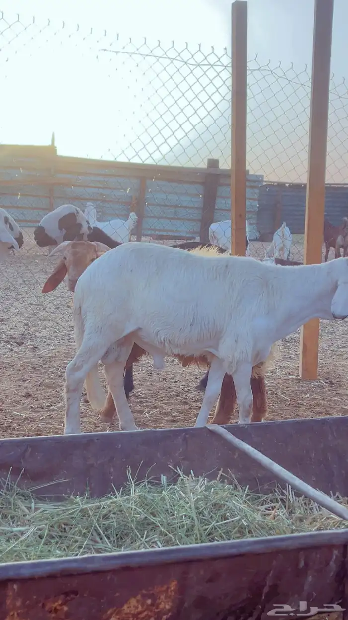 طليان سواكن مرابي 4 شهور فل شحم 7