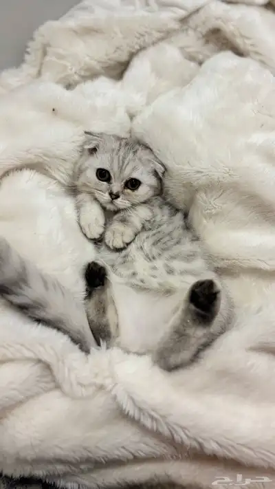 قطط كيتن سكوتش فولد للبيع index