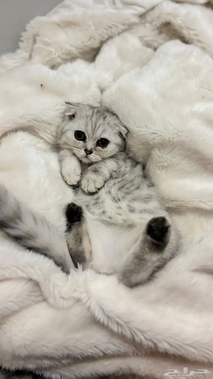 قطط كيتن سكوتش فولد للبيع 1