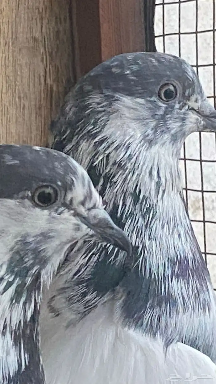 جوز بتيراء بعياله 3