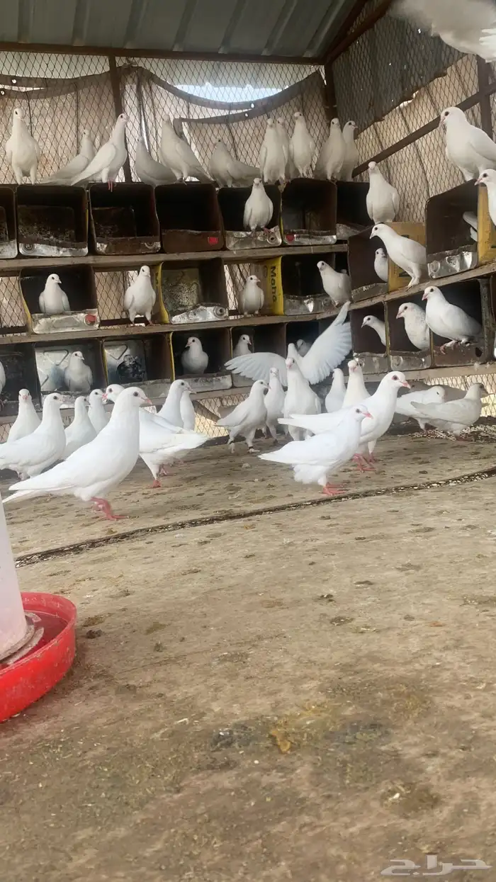 حمام فرنسي سوبر سوبر جانبو 1