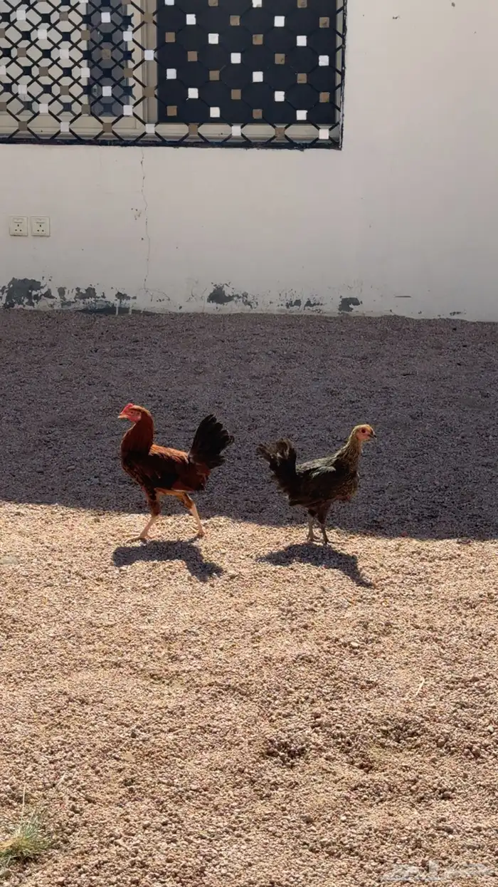 دجاج للبيع 1