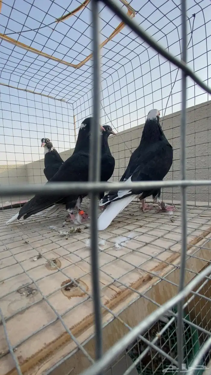 للبيع طبتين قطايف درع 1