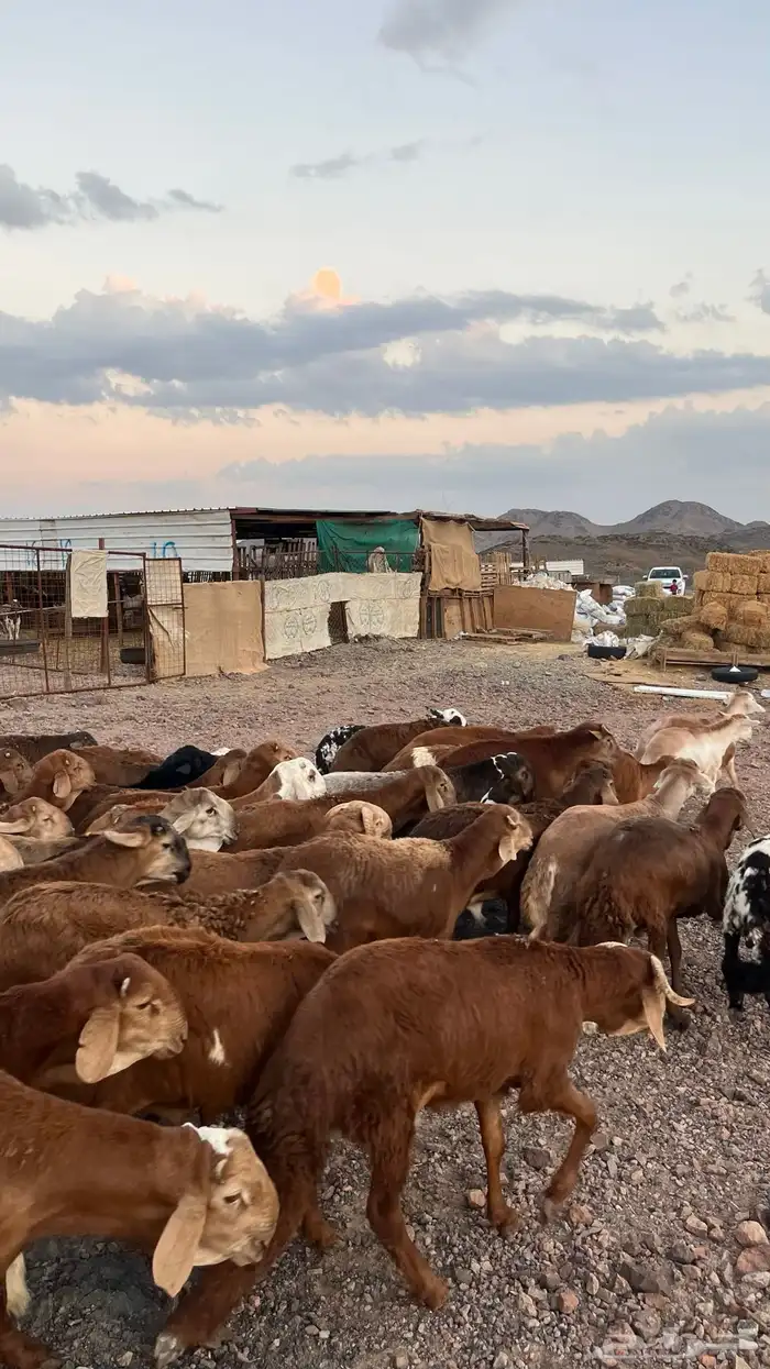 طليان سواكن حمري جادعان مرابى شرط مناسبات زواجات 4