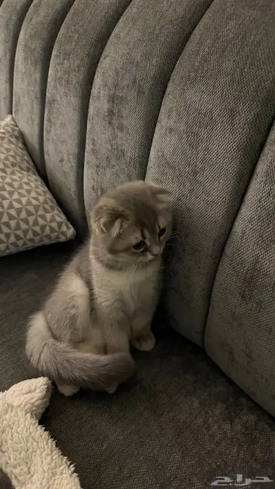 قطوه (سكوتش فولد العمر 3 اشهر ) مع جميع مستلزماتها index