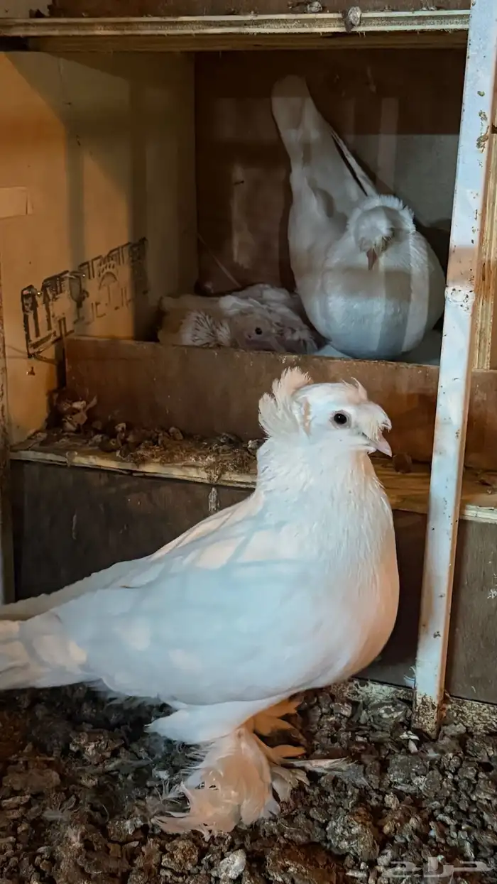 حمام نجفي بعياله 0